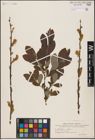 Foto von Salix aurita L. x Salix cinerea L.